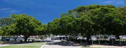 Moreton Bay fig trees in Manly